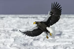 Images Dated 17th February 2021: Stellers sea eagle (Haliaeetus pelagicus) flying over sea ice in the Nemuro Strait