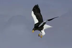 Images Dated 17th February 2021: Stellers sea eagle (Haliaeetus pelagicus) in flight over Shiretoko National Park
