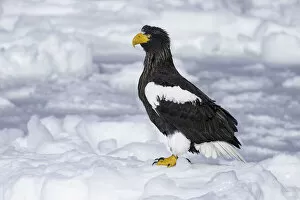 Images Dated 17th February 2021: Stellers sea eagle (Haliaeetus pelagicus) perched on sea ice in the Nemuro Strait
