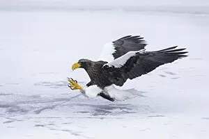 Images Dated 17th February 2021: Stellers sea eagle (Haliaeetus pelagicus) landing on sea ice in the Nemuro Strait
