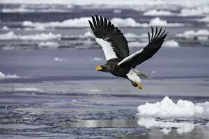 Images Dated 17th February 2021: Stellers sea eagle (Haliaeetus pelagicus) taking off from sea ice in the Nemuro