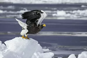 Images Dated 17th February 2021: Stellers sea eagle (Haliaeetus pelagicus) taking off from sea ice in the Nemuro