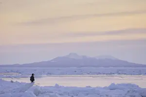 Stellers sea eagle (Haliaeetus pelagicus) perched on sea ice in the Nemuro Strait