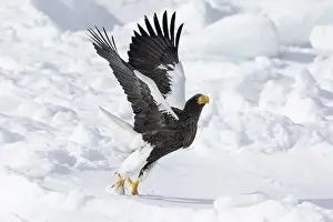 Stellers sea eagle (Haliaeetus pelagicus) taking off from sea ice in the Nemuro