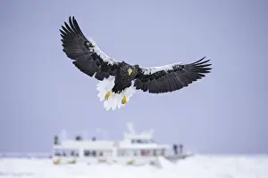 Stellers sea eagle (Haliaeetus pelagicus) and tourist boat in the Nemuro Strait