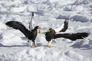 Stellers sea eagles (Haliaeetus pelagicus) fighting over food onthe sea ice of