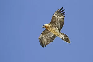 Images Dated 27th April 2016: Stelvio National Park, Lombardy, Italy. Bearded Vulture