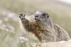 Stelvio National Park, Lombardy, Italy. Alpine marmot