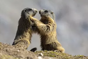 Images Dated 15th January 2019: Stelvio National Park, Lombardy, Italy. Alpine marmot marmota marmota