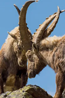 Images Dated 14th August 2019: Stelvio National Park, Lombardy, Italy. Capra ibex