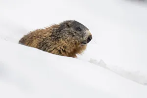 Stelvio National Park, Lombardy, Italy. Alpine marmot, Marmota marmota