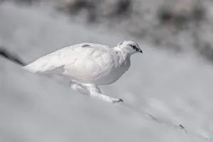 Stelvio National Park, Lombardy, Italy. Rock ptarmigan, Lagopus muta