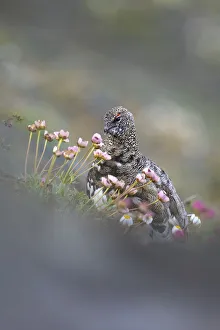 Stelvio National Park, Lombardy, Italy. Rock ptarmigan