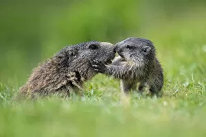 Images Dated 24th November 2020: Stelvio National Park, Lombardy, Italy. Alpine marmot, marmota marmota