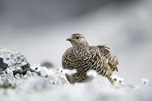 Animalia Prints: Stelvio National Park, Lombardy, Italy. Rock ptarmigan