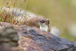 Mammalia Prints: Stelvio National Park, Lombardy. Italy. Ermine