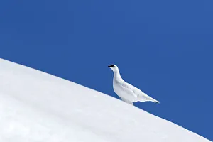 Aves Prints: Stelvio National Park, Trentino Alto Adige, Italy. Ptarmigan