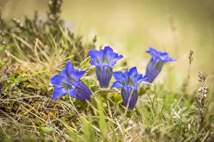 Sterreich Prints: Stemless Gentian (Gentiana clusii) in the rear Villgratental, East Tyrol, Tyrol, Austria