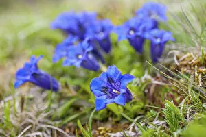 Images Dated 4th October 2021: Stemless gentian on mountain meadow in Reintal, Rein in Taufers, Valle Aurina