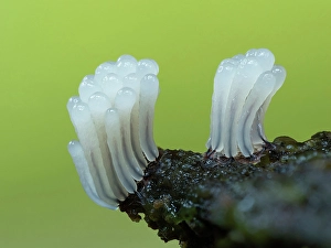 Slime Mould Prints: Stemonitis slime mould, New Forest National Park