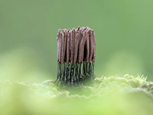 Slime Mould Prints: Stemonitis slime mould, New Forest National Park