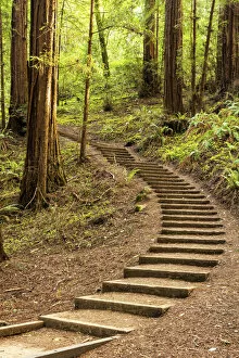 Images Dated 17th April 2018: Steps Up Through Redwoods, Muir Woods National Monument, California, USA