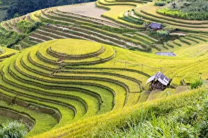 Images Dated 14th December 2017: A stilt hut in a rice terrace at harvest time, Mu Cang Chai Yen Bai Province, Vietnam