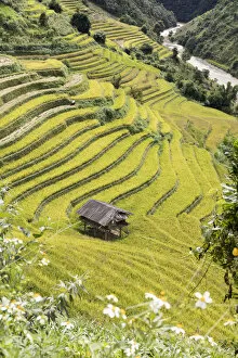 Agrarian Gallery: A stilt hut in a rice terrace at harvest time, Mu Cang Chai Yen Bai Province, Vietnam