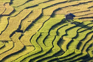 A stilt hut in a rice terrace at harvest time, Tu Le, Yen Bai Province, Vietnam