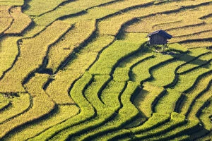 Agrarian Gallery: A stilt hut in a rice terrace at harvest time, Tu Le, Yen Bai Province, Vietnam