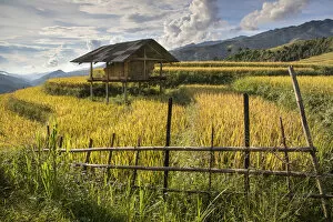 Agrarian Gallery: A stilt hut surrounded by rice at harvest time, Mu Cang Chai Yen Bai Province, Vietnam
