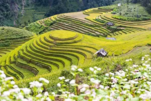 Images Dated 14th December 2017: Stilt huts sit amongst rice terraces at harvest time, Mu Cang Chai Yen Bai Province