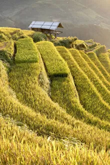 Agriculturally Gallery: Stilt huts sit amongst rice terraces at harvest time, Mu Cang Chai, Yen Bai Province