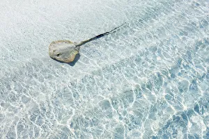 Maldives Gallery: Stingray - Maldives, Haa Alifu Atoll, Dhonakulhi - Island Hideaway