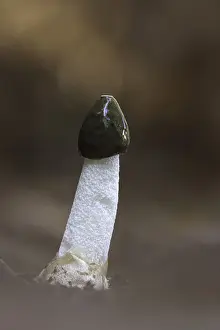 Vertical Prints: Stinkhorn (Phallus impudicus), New Forest National Park, Hampshire, England, UK