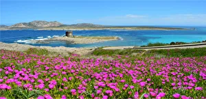 Stintino flowery, la Pelosa, Sardinia, Italy, Europe