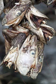 Stockfish (Cod) drying on wooden racks, Lofoten, Nordland, Norway