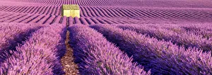 Images Dated 29th June 2015: Stone Barn in Field of Lavender, Provence, France