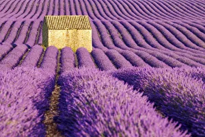 Images Dated 29th June 2015: Stone Barn in Field of Lavender, Provence, France