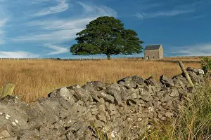 Stone Wall Prints: Stone Barn & Tree, Tidesdale, Peak District National Park, Derbyshire, England