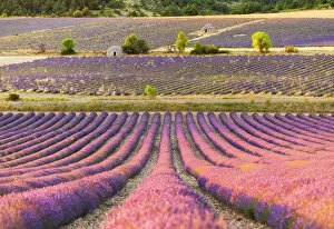Images Dated 27th March 2023: Stone bories (ancient shepherd's huts) in lavender fields near Sault, Provence-Alpes-Cote d'Azur