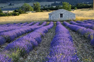 Stone house in Lavender field (Lavendula augustifolia), Sault, Plateau de Vaucluse, Alpes-de-Haute-Provence