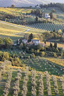 Viniculture Prints: Stone houses surrounded by vines and olive orchards in the autumn, Greve in Chianti