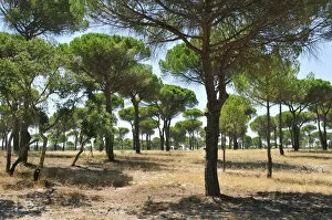 Alentejo Collection: Stone pine forest, Comporta. Alentejo, Portugal