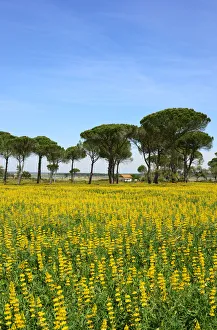 Stone pines, Comporta. Alentejo, Portugal