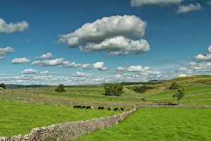 Cows Prints: Stone Wall Leading to Grazing Cows