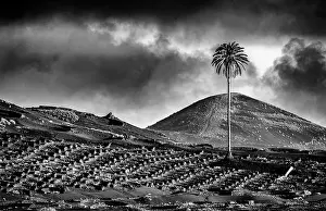 Lanzarote Prints: Stone walls protecting vines, La Geria, Lanzarote, Canary Islands, Spain