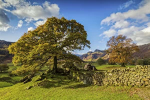 Seasons Gallery: Stonewall & Tree in Autumn, Lake District National Park, Cumbria, England
