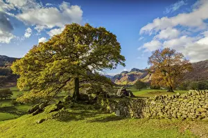 Lake District Prints: Stonewall & Tree in Autumn, Lake District National Park, Cumbria, England