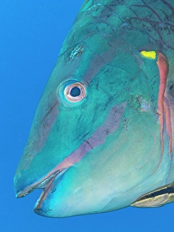 Tropical Fish Prints: Stoplight Parrotfish (Sparisoma viride)